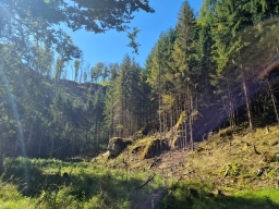 Pine forest